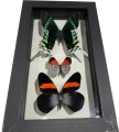 3 buttrfly shadowcase 126